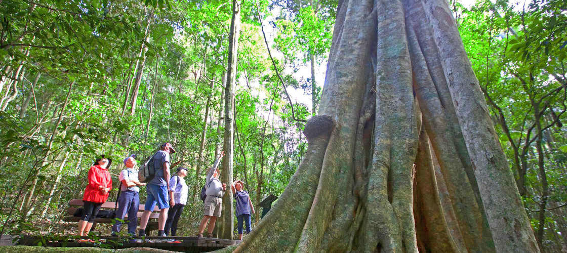 Sunshine Coast Wildlife Bushwalking Tours