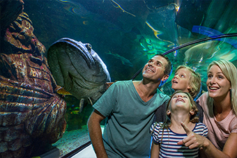 Underwater World, Mooloolaba