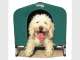 MyOodle