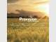 Provision Wealth Management