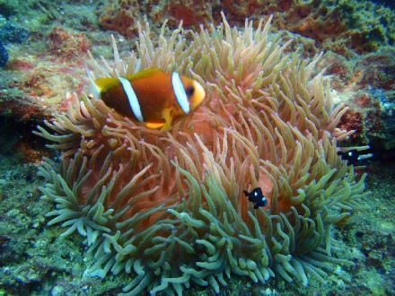 Sunreef Scuba Diving Services Sunreef Scuba Diving Services