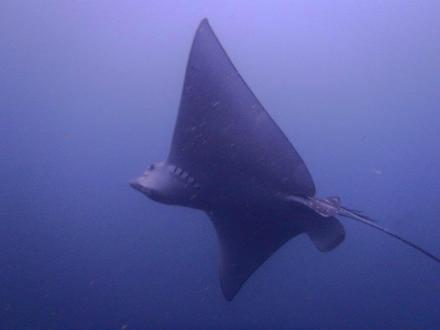 Sunreef Scuba Diving Services Sunreef Scuba Diving Services