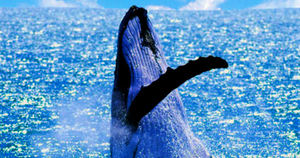 3 Hour Whale Watching Tour