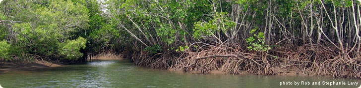 Eco-cruising the Maroochy mangroves