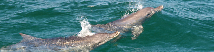 Wildlife Attractions