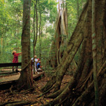 Mary Cairncross Park - Picture Tour