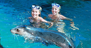 Seal Encounter - Sunshine Coast
