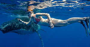 Swim with Whales